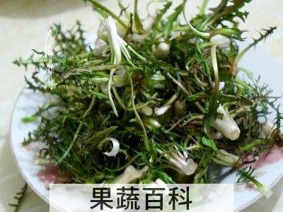 婆婆丁菜的功效与作用 吃婆婆丁菜的禁忌