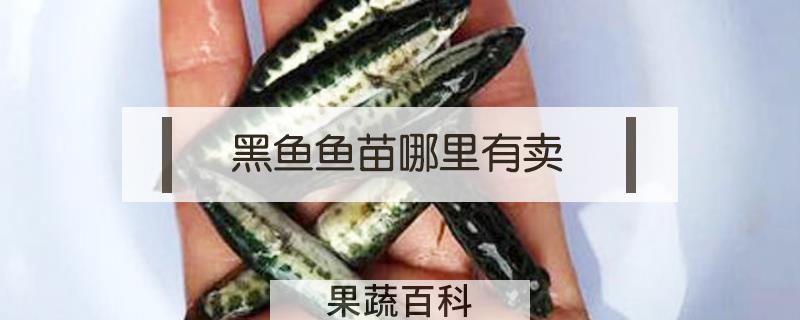 黑鱼鱼苗哪里有卖