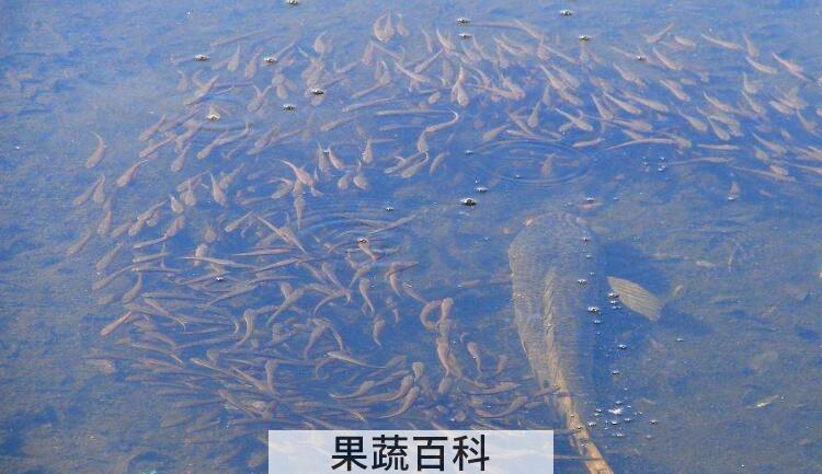 黑鱼鱼苗哪里有卖
