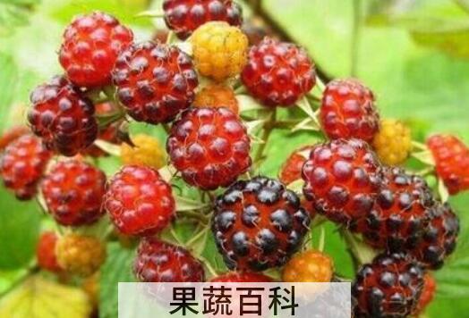 树莓和覆盆子的区别