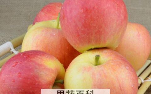 嘎啦和苹果的区别