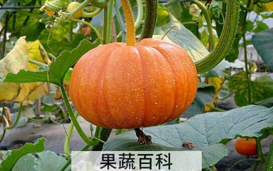 血糖高能吃南瓜吗 吃南瓜能降血糖吗