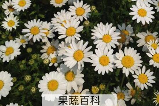野菊花怎么种植 野菊花种植方法技巧