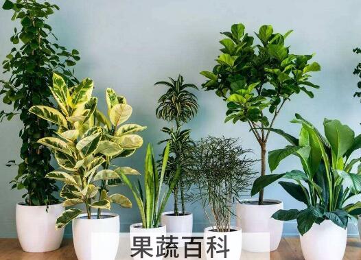 家里千万不能养的6种花