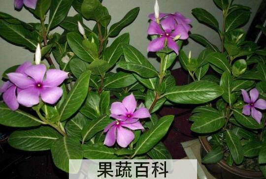 家里千万不能养的6种花