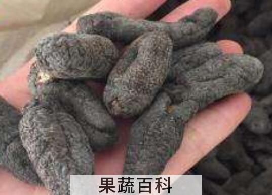 乌枣参的功效与作用