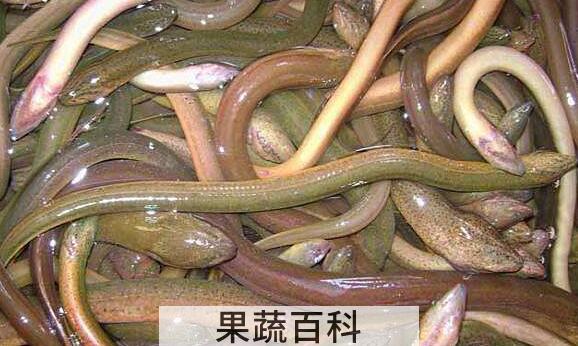 鳗鱼与鳝鱼的区别
