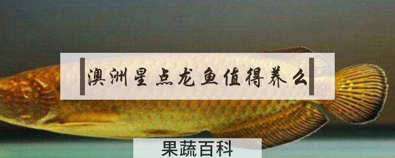 澳洲星点龙鱼值得养么
