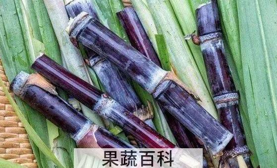甘蔗的功效与作用 吃甘蔗的好处