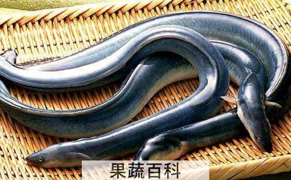 鳗鱼的功效与作用及禁忌