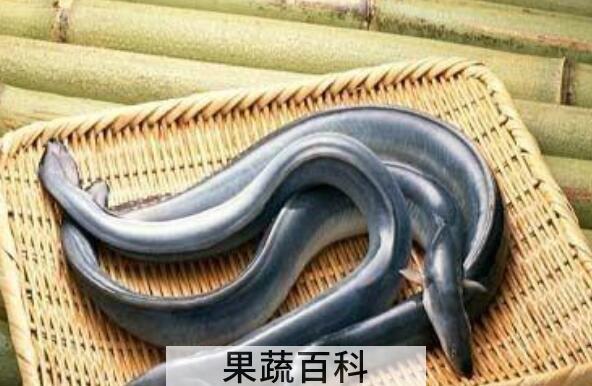 鳗鱼的功效与作用及禁忌