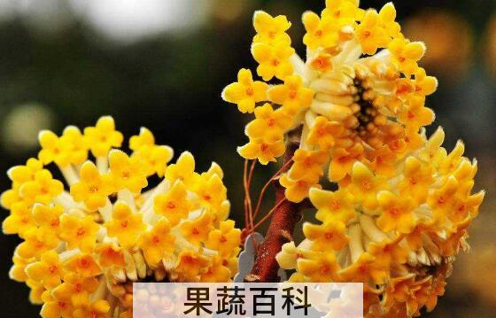 结香花怎么养 结香花的养殖方法