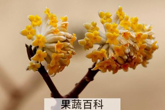 结香花怎么养 结香花的养殖方法