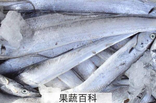 刀鱼和带鱼的区别