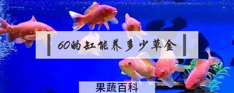 60的缸能养多少草金