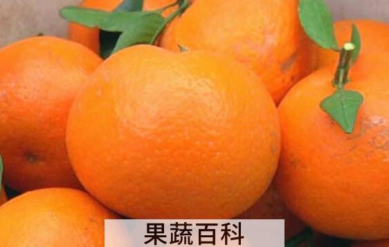 橘子和桔子的区别 吃橘子的好处