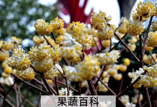 结香花怎么扦插 结香花的扦插繁殖技巧
