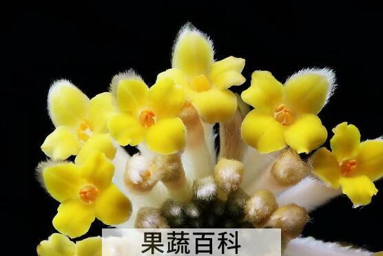 结香花怎么扦插 结香花的扦插繁殖技巧