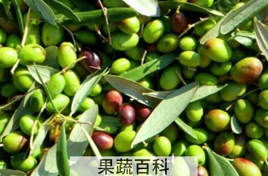橄榄果的功效与作用