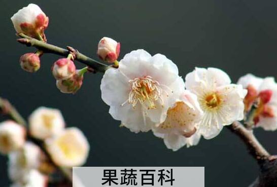 绿梅花和白梅花的功效与作用