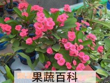 果蔬百科麒麟花