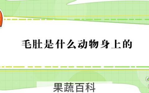 毛肚是什么动物身上的