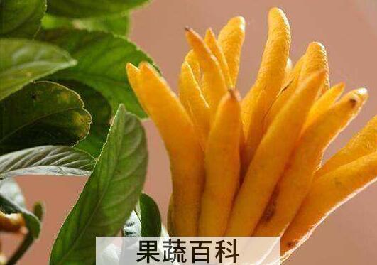 佛手柑怎么吃 佛手柑的常见吃法