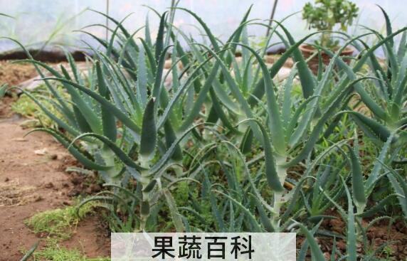 木立龙爪的功效与作用