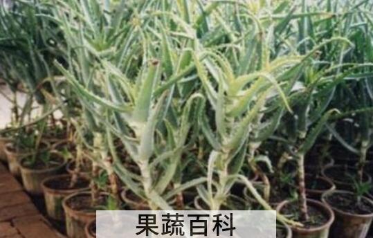 木立龙爪的功效与作用