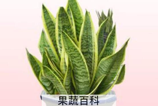 虎皮兰的养殖方法 养殖虎皮兰的注意事项