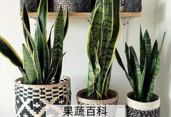 虎皮兰的养殖方法 养殖虎皮兰的注意事项