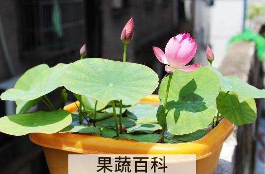 如何养碗莲  碗莲的种植方法