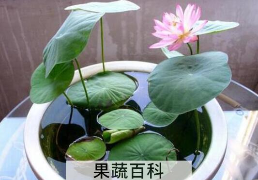 如何养碗莲  碗莲的种植方法