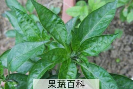 辣椒叶什么人不能吃 辣椒叶的禁忌