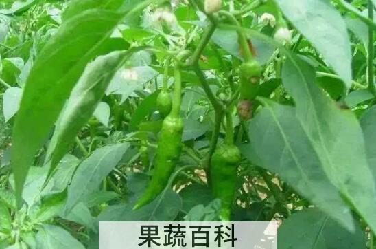 吃辣椒叶的好处和坏处