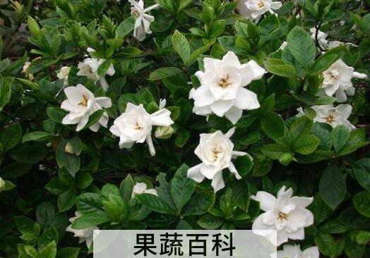 栀子花的养殖方法 养殖栀子花要注意什么