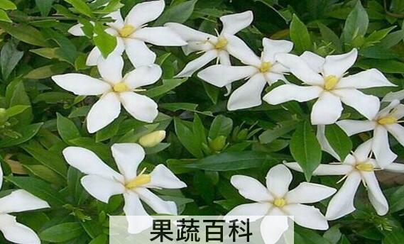 栀子花的养殖方法 养殖栀子花要注意什么