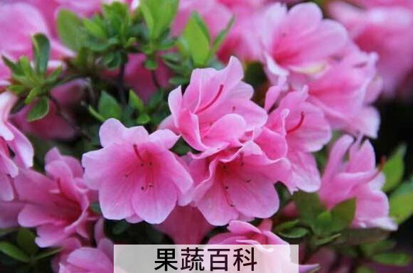 杜鹃花怎么养 杜鹃花的养殖方法