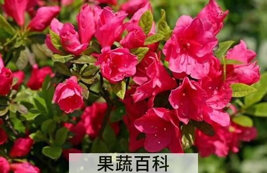 杜鹃花怎么养 杜鹃花的养殖方法