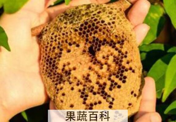 露蜂房的功效与作用 露蜂房的禁忌