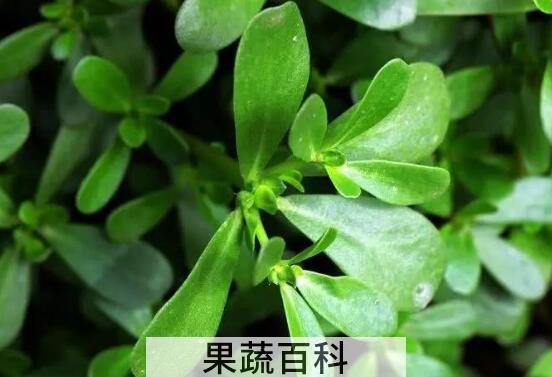 保护肝脏的食物有哪些