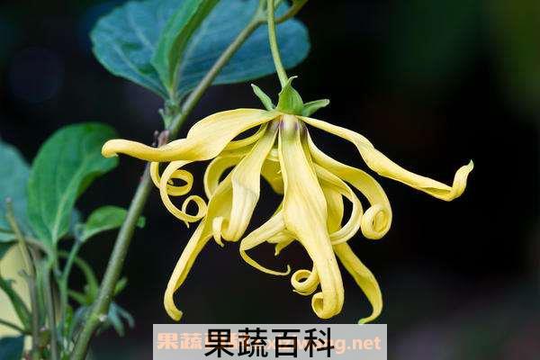 依兰花