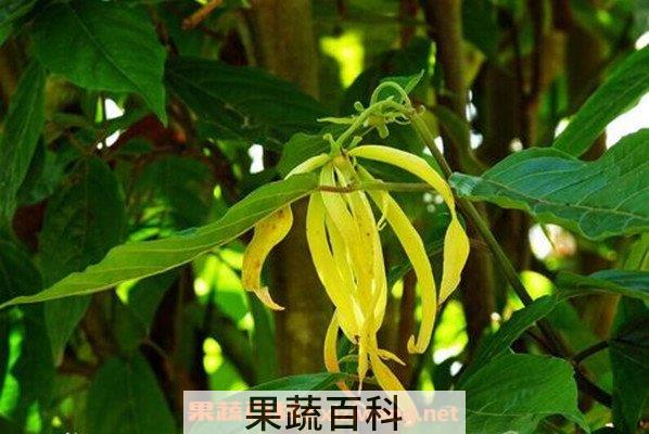 依兰花