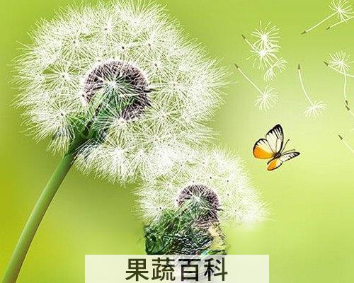 药用蒲公英