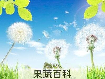 药用蒲公英