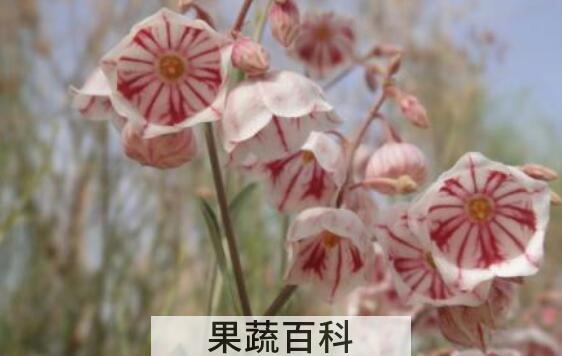 罗布麻花和罗布麻茶的区别 罗布麻花的功效