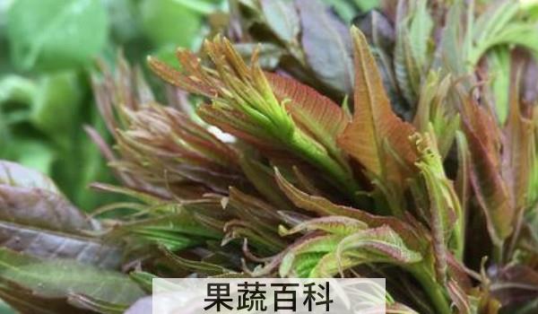 春芽怎么放冰箱保存