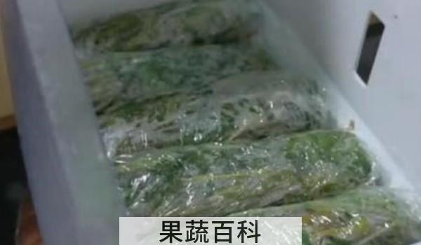 春芽怎么冷冻保存
