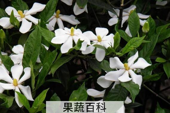 栀子花怎么养 栀子花的养殖方法