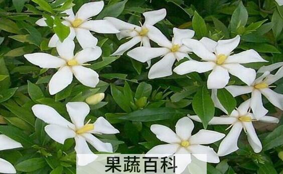 栀子花怎么养 栀子花的养殖方法